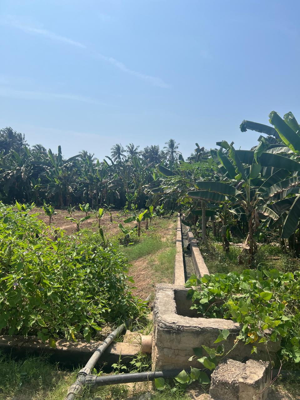 Farm in Dhofar, Al Matar North